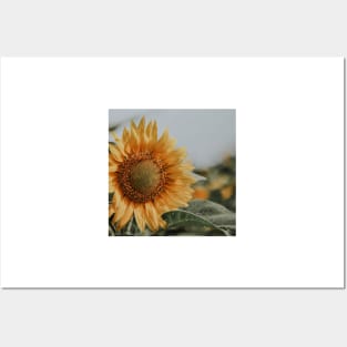 Sunflower Photography Posters and Art